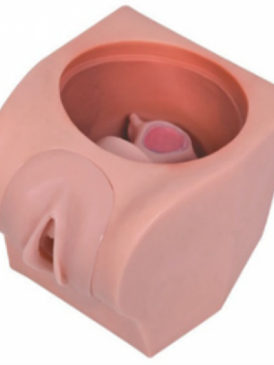 Pelve para simulao de Papanicolau e cuidados - Diu