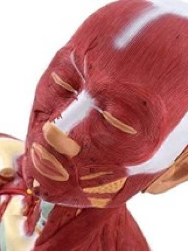 Musculatura da Cabea e Pescoo