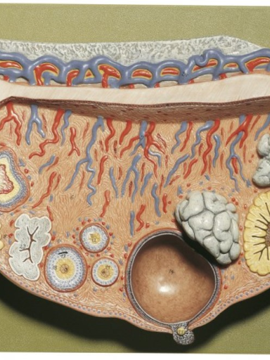 Modelo de  Utero  - Ampliado 10X