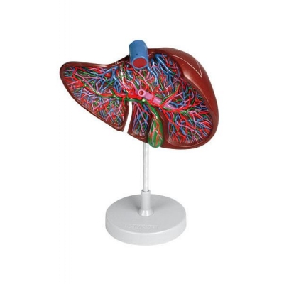 Modelo Seção de Fígado com Vesícula Biliar