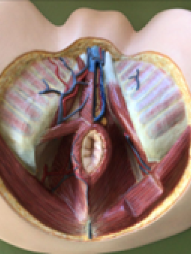 Assoalho Plvico Masculino - Anatomia