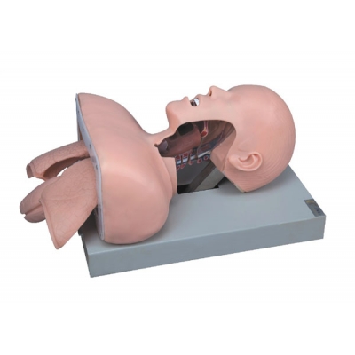 Simulador para treinamento de intubação