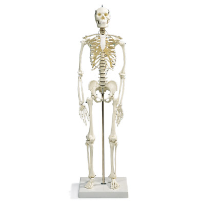Mini esqueleto