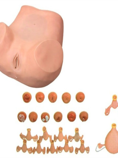 SIMULADOR PARA TREINAMENTO -  HABILIDADES GINECOLOGICAS