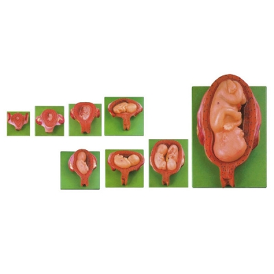 Modelo de estágios de desenvolvimento embrionário (8 estágios)