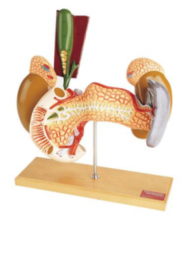 Modelo Órgãos Internos do Aparelho Digestivo
