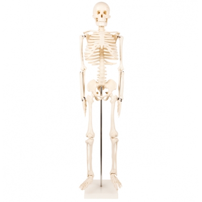 Esqueleto humano - 85cm
